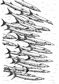 Un banc de barracudas regroupant des poissons de même taille et de même livrée.(Illustration : Jacques Bruslé © Editions Belin, 2009)