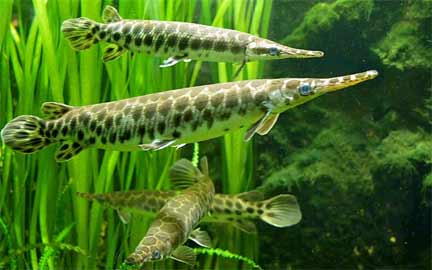 Les Actinoptérygiens, du groupe dominant chez les vertébrés, sont des poissons à nageoires rayonnée comptant 27 000 espèces.© Licence de documentation libre GNU.