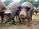 Porcs ibériques dans la sierra nord de Séville (Espagne).(Source : Wikipedia)