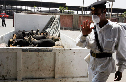 Un policier égyptien monte la garde d'un camion rempli de cochons à abattre, au Caire, le 30 avril 2009.(Photo : Reuters)