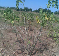 Un arbuste de Jatropha au Sénégal.(Photo : IRD)