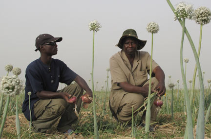 Pape Demba Ba, un agriculteur de Ross Bethio qui utilise le biochar dans ses champs, observe ses oignons bio en compagnie de son fils.(Photo : Marie-Laure Josselin/ RFI)