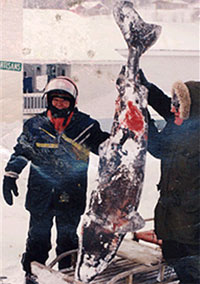 La pêche du requin du Groenland est maintenant interdite.
© Musée du Fjord/ Geerg