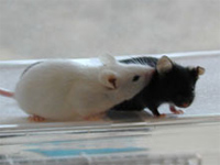 Des souris de laboratoire.(Photo : Cnrs)