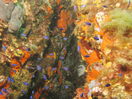 La Castagnole (<em>Chromis chromis</em>) est un poisson d'eau de mer présent dans l'Atlantique-est et en Méditerranée. Jeune, il est d'un bleu très vif et se trouve dans les cavités des tombants rocheux.(Photo : M. Daufresne)