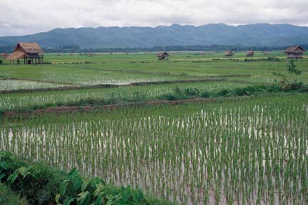 Plaine rizicole de Muang Sing (Laos) en saison des pluies.(Photo : Bernard Moizo/ IRD)