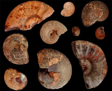 Ammonites (cératites) du Trias inférieur, illustrant la large gamme de morphologies et de tailles couverte par ces mollusques céphalopodes environ un million d'années seulement après la crise d'extinction permo-triassique.(Photo A. Brayard, Univ. de Bourgogne, Dijon, France)