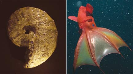 Le disparu "Ceratites nodosus" (à g.) serait proche de l'actuel "Vampyroteuthis infernalis".© Sciencemag