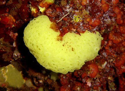 Clathrina clathrus (Porifera) - Croatie.CC-BY-SA-2.0-FR