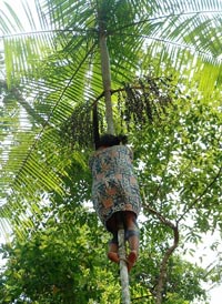 Une femme grimpe sur le tronc lisse d'un palmier pour récolter l'açai.(Photo : Adalberto González)