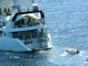 <em>Le Ponant</em>, détourné en avril 2008&nbsp;par des pirates au large des côtes somaliennes, avait à son bord six Français.(Photo : Reuters)