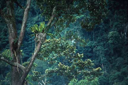 Agroforêt à fruitiers et arbres à bois (Sumatra, ouest).© IRD/ Geneviève Michon.