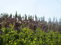 700 personnes ont posé nues, à l’appel de Greenpeace, contre les changements climatiques.Photo : C. Potet