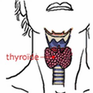 ພາບ ທີ່ສແດງໃຫ້ເຫັນ ວ່າ  Thyroide ຢູ່ແຫ່ງໃດ ໃນຄໍຫອຍ
ຮ / Atlas médical
