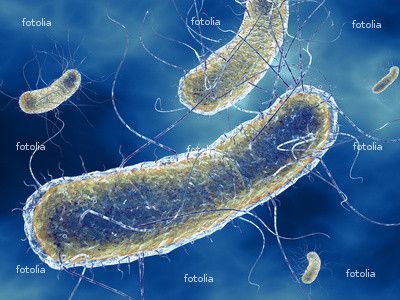 ເຊື້ອພຍາດ Escherichia coli Bactéria ຕາມຊື່ທາງ ວິທຍາສາດ ເປັນເຊື້ອ
ປົນເປື້ອນ ຂອງອຸດຈາຣະໃນນໍ້າ ມີຢູ່ຕາມ ທັມມະຊາດ ໃນລຳໃສ້ຂອງຄົນ ແລະ 
ສັດ ພາໃຫ້ເກີດ ມີອາການ ທ້ອງເສັຍ ທັງ ເດັກນ້ອຍ ແລະ ຜູ່ໃຫຍ່   ຮ/ຟຕລ

