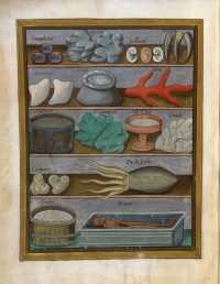 Platearius, <em>Liber de Simplici medicina</em>, folio 191v., zachodnia Francja, XVw.©BNF