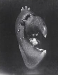 Jean Painlevé, <i>Szczypce homara</i>, 1929, Centre Pompidou, Musée national d’art moderne, Paris© Adagp, Paris 2009 © Collection Centre Pompidou, Paris, Diffusion RMN. Photo: Jacques Faujour