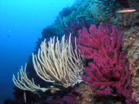 Эти живые организмы, неотъемлемая часть Средиземноморского подводного пейзажа, чрезвычайно чувствительны к климатическим изменениям.Фото: CNRS Photothèque  /  PEREZ Thierry