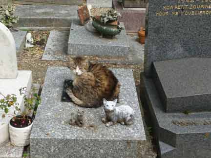 Кошка на могильной плитеН.Сарников/RFI