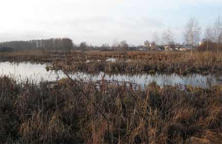 Река Вьюница превратилась в болото в результате "хозяйственной" деятельности человека.(Photo:D.Gusev/RFI)