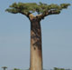 Baobap Ağacı.(Foto: Agnès Rougier/ RFI)