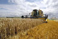 Mùa gặt tại Beauce, Québec, Canada - Ảnh AFP