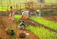 Nông dân Ấn Độ đang trồng trọt(Photo : D. Hundhammer)