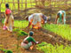 Nông dân Ấn Độ đang trồng trọt(Photo : D. Hundhammer)
