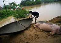 Dân làng tại các xã ven sông Hồng chịu nhiều thiệt hại (Reuters)