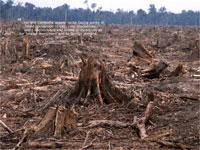 Phá rừng làm đồn điền cũng góp phần hủy diệt môi trường sống các loài động thực vật.(Ảnh : WWF-Canon/Alain Compost)