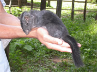 Loài chuột đá tìm thấy ở Lào được xem là thuộc giống loài đã tuyết chủng 11 triệu năm trước đây.(Ảnh : WWF)