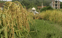 Lúa gạo Việt Nam xuống giá vào cuối năm 2008.(Ảnh : Reuters)