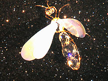 Cửa hiệu nước hoa trưng bày những chú ong pha lê với đôi cánh bằng xà cừ (ảnh Tuấn Thảo) 