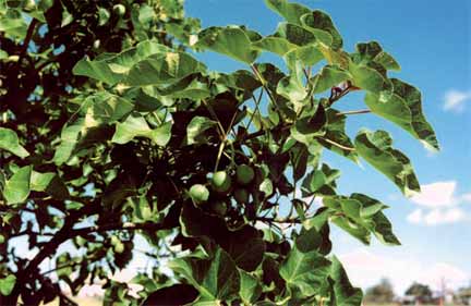 Cây jatropha curcas còn gọi là cây dầu mè hay cây cọc rào rất dễ trồng và chịu hạn cao.