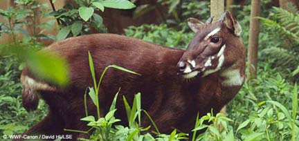 Con sao la, động vật có vó tìm thấy ở Việt Nam năm 1992.(Ảnh : WWF)