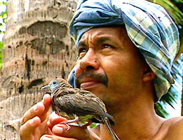 Người Jawi và nghệ thuật nuôi chim kiểng