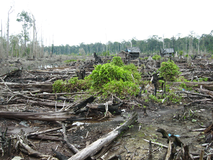 Các công ty giấy Trung Quốc cũng góp phần gây nên nạn phá rừng như tại Indonesia(Photo : Solène Honorine)