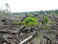 Tại Indonesia, hơn 80% khí carbone thải ra là do phá rừng ồ ạt(Ảnh : Solenn Honorine/RFI)