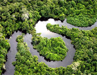 Rừng nhiệt đới Amazon