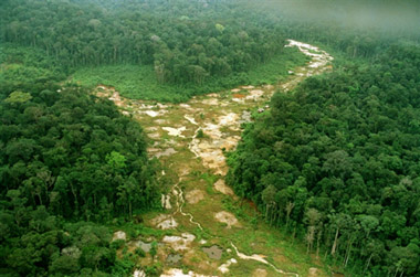 Rừng Amazone tại Brazil bị tàn phá dữ dội. Hai năm 2003-2004, có đến 20% diện tích rừng của Brazil biến mất (Ảnh : DR)