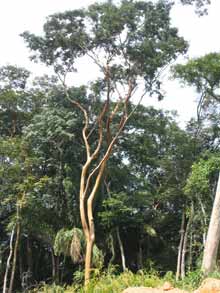 Dans les derniers mois, plus de 3&nbsp;000 km² de forêt amazonienne&nbsp;ont été détruits par la déforestation.(Photo : Catherine Monnet)