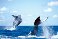 Des baleines à bosse dans l'océan Pacifique.(Photo : AFP)