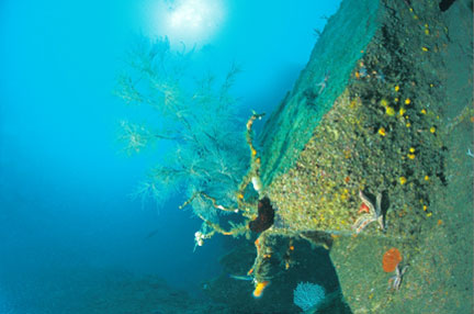 Branche de corail noir à Ouessant Cette espèce, qui n’est en général présente que sur des fonds inférieurs à 100 mètres, l'est à Ouessant à moins de quarante mètres de profondeur.www.parc-marin-iroise.gouv.fr