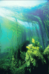 Le champ d’algue molènais est le plus important des côtes de France: un peu moins important en biomasse que les champs d’algues norvégiens, il est néanmoins d’une incomparable biodiversité dans l’ensemble de l’Europe.www.parc-marin-iroise.gouv.fr