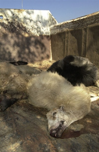 Des cadavres de brebis et de béliers morts de la fièvre catarrhale en Corse du Sud.(Photo : AFP)