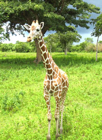 Il n'y a plus de girafes kenyanes à Calauit. La nouvelle génération philippine se porte bien. (Photo : Sébastien Farcis/ RFI)