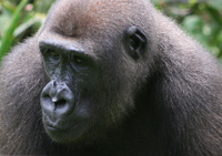 Ebola : la proximité avec les primates sauvages favorise la contamination.(Photo : <a href="http://www.ird.fr/indigo" target="_blank">IRD</a>)