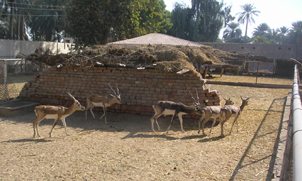 Le clan élève des antilopes « cervicapres », symboles de la province. L’animal le plus rapide du monde n’a pas permis d’échapper à la « malédiction ».(Photo : Manu Pochez)