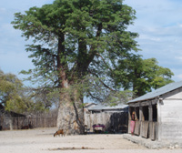 Le baobab de la place du village de Bélo-sur-mer.(Photo : Agnès Rougier/ RFI)