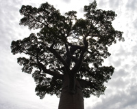 La feuille du baobab est riche en vitamine A.(Photo : Agnès Rougier/ RFI)